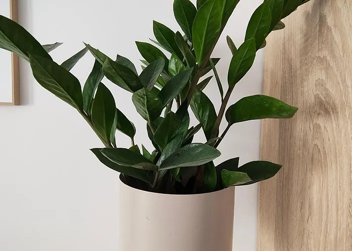 Aviatorii Oxford - 2 Konstanca